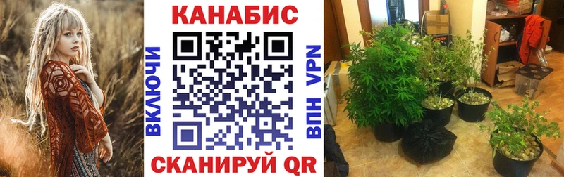 Марихуана план  Хотьково 